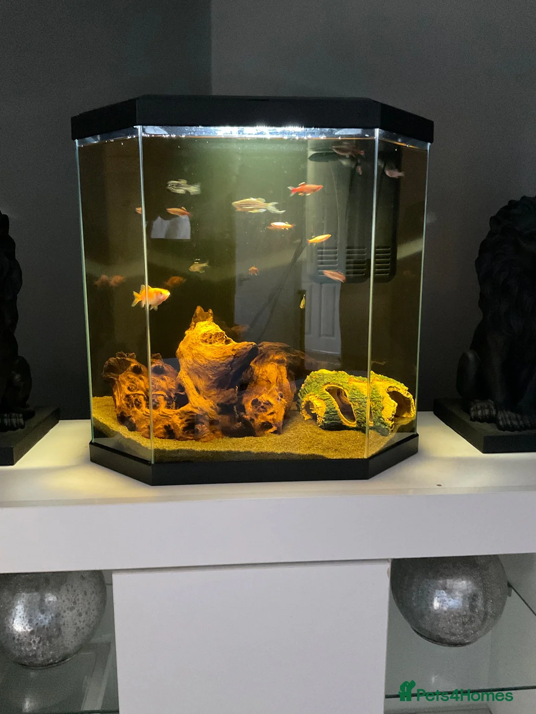 Catfish fish for sale: Fish tank and fish, cold water - Advert 1