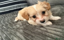 Morkie dogs for sale: Morkie puppies  - Advert 7