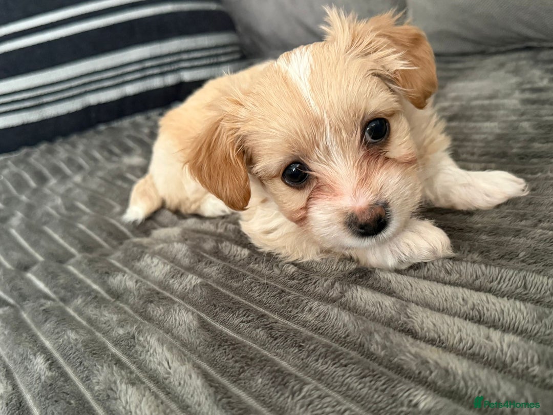 Morkie dogs for sale: Morkie puppies  - Advert 7