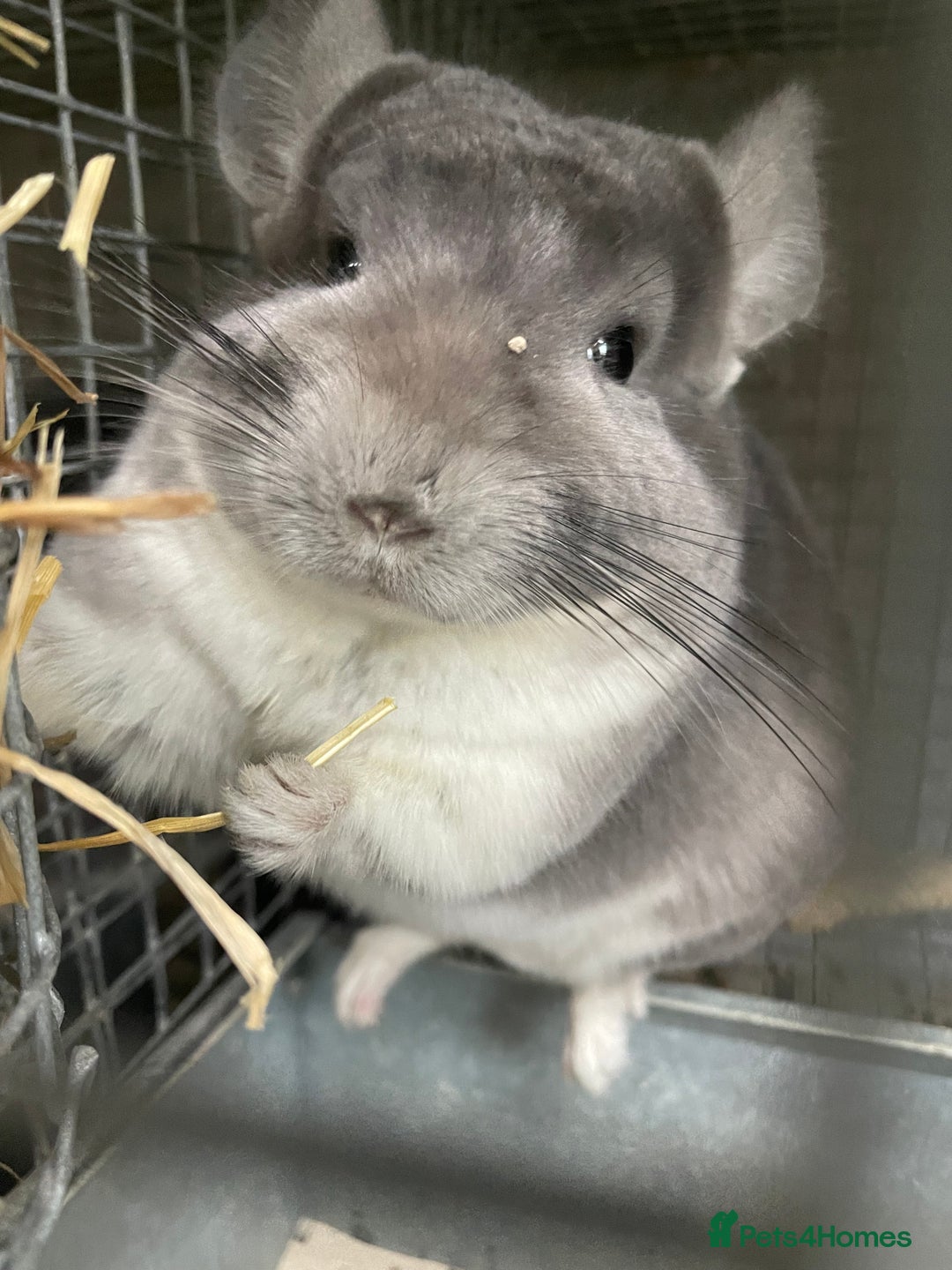 Chinchilla rodents for sale: Rituals Chinchillas proudly offers for sale  - Image 5