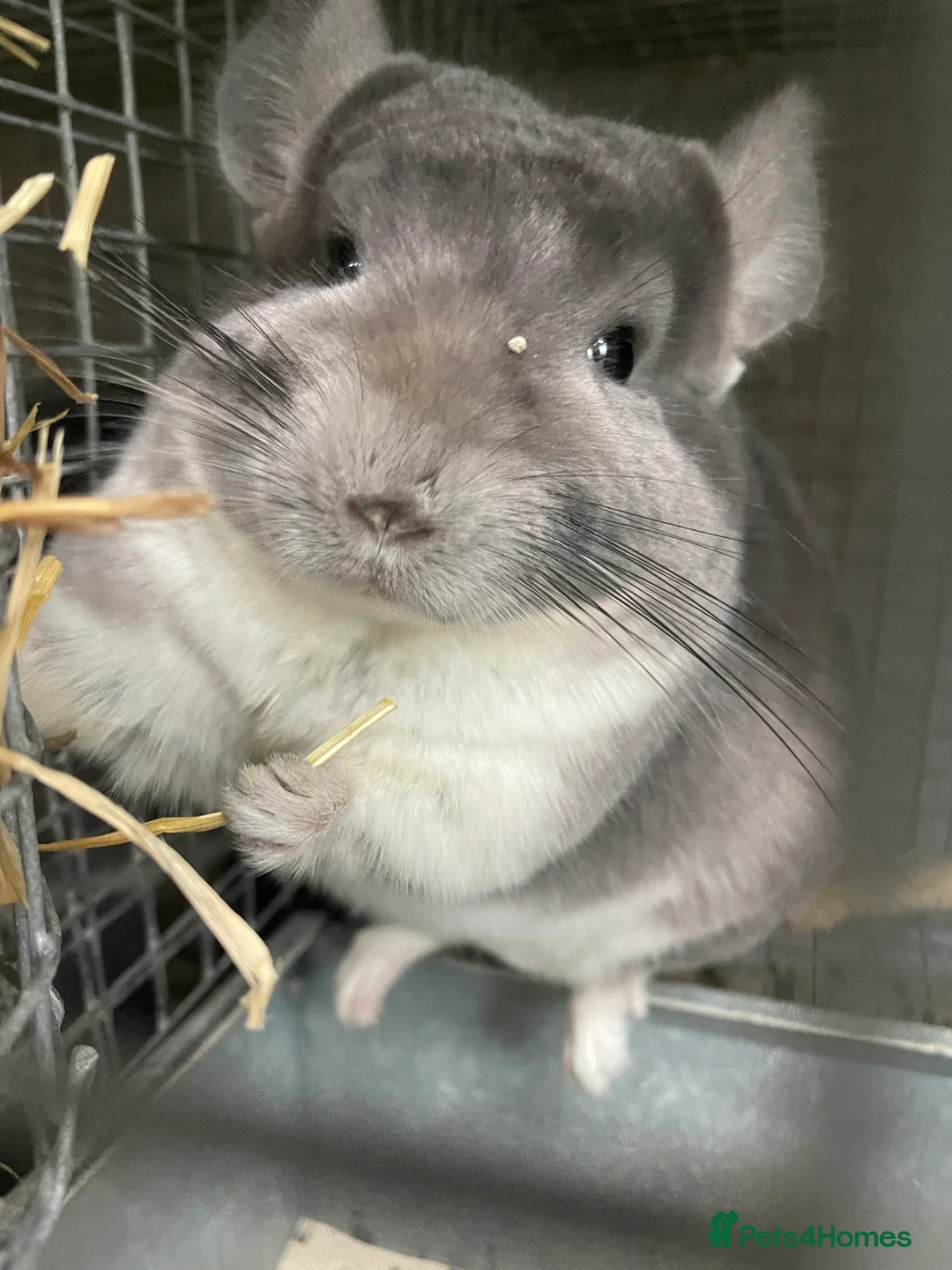 Chinchilla rodents for sale: Rituals Chinchillas proudly offers for sale  - Advert 3