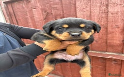 Rottweiler dogs for sale: Pure rottweiler  - Image 1