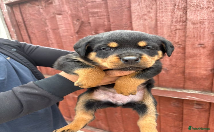 Rottweiler dogs - Advert 9
