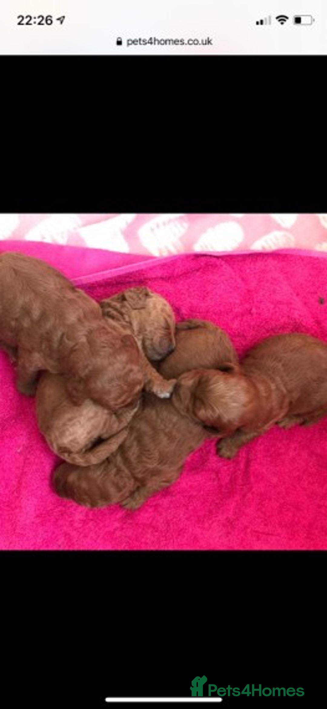 Miniature Poodle dogs for stud: Extensively Health Tested Deep Red Mini Poodle in Mansfield - Image 14