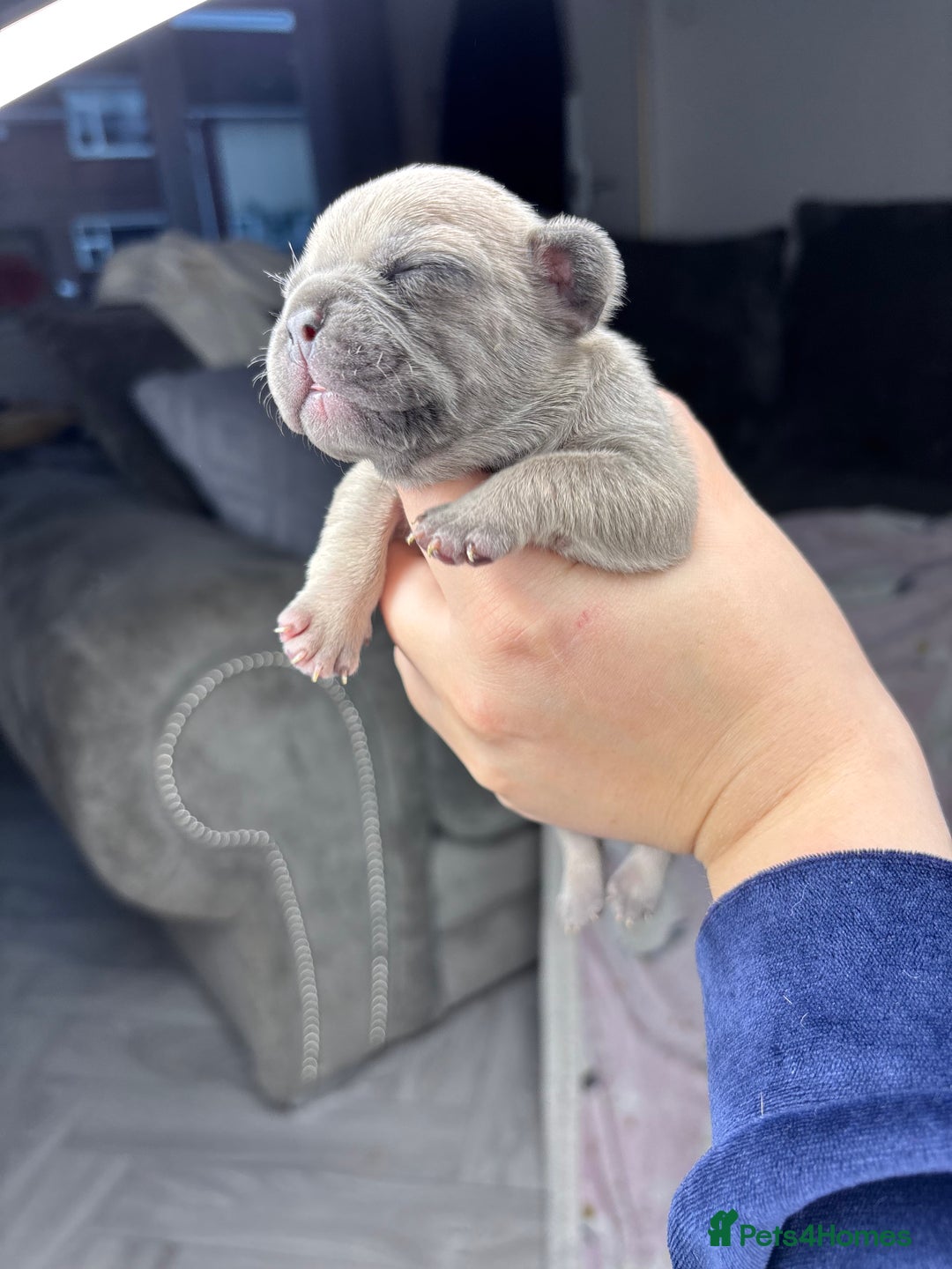 Mixed Breed dogs for sale: Dual pregnancy  - Advert 6