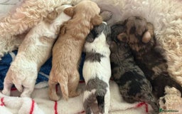 Cavapoo dogs for sale: Cavapoo puppies  - Advert 3