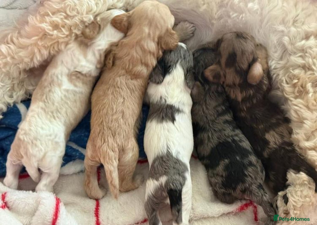 Cavapoo dogs for sale: Cavapoo puppies  - Advert 3