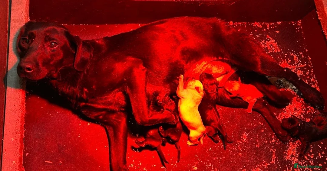 Labradoodle dogs for sale: Outstanding Pedigree F1 Labradoodle DNA Clear - Advert 14