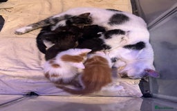 Domestic Shorthair cats for sale: 4 beautiful kittens  - Advert 1