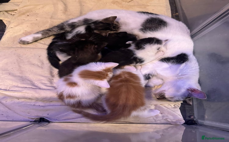 Domestic Shorthair cats 4 beautiful kittens  - Advert 1