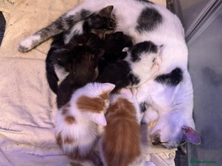 Domestic Shorthair cats 4 beautiful kittens - Advert 2