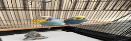 Budgerigars birds for sale: 2 budgie young birds in Hayes - Advert 3
