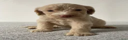 Cockapoo dogs for sale: Cockapoo Puppies  - Advert 15
