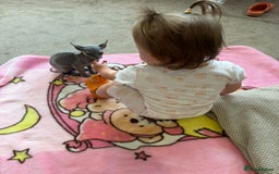 Sphynx cats for sale: Sphynx Elf & Sphynx Peterbald - Image 3