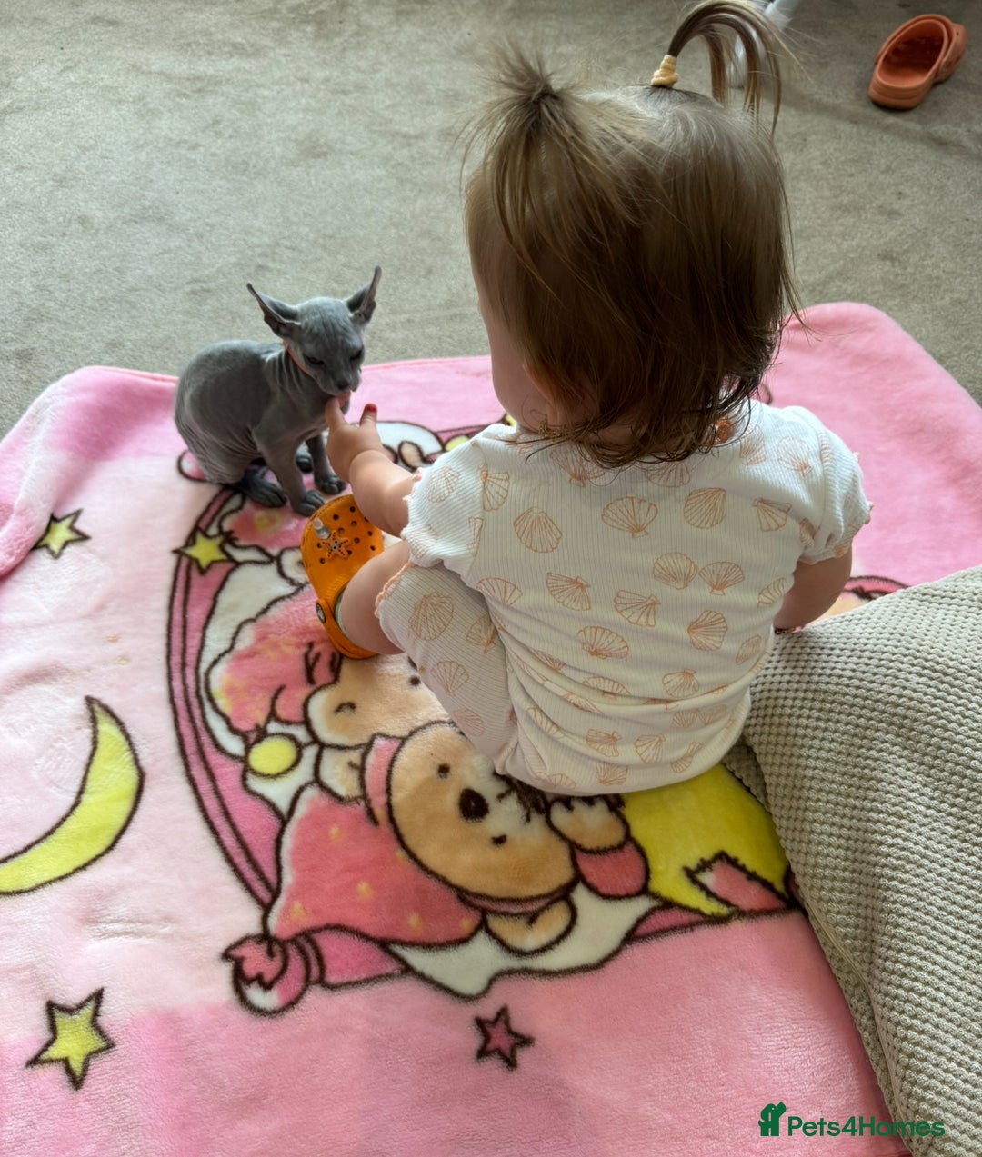 Sphynx cats for sale: Sphynx Elf & Sphynx Peterbald - Image 3