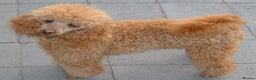 Toy Poodle dogs for stud: red toy poodle kc registered super small only 2 kg in Birmingham - Advert 5