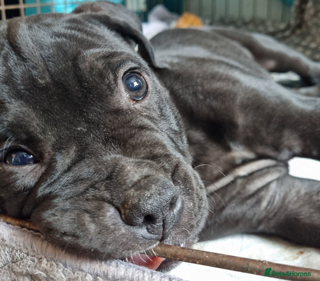 Mixed Breed dogs for sale: Olde english bully x staffordshire bull terrier - Image 3