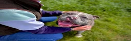 American Bully dogs for adoption: Koda - American Bully (31 kgs) - Advert 4
