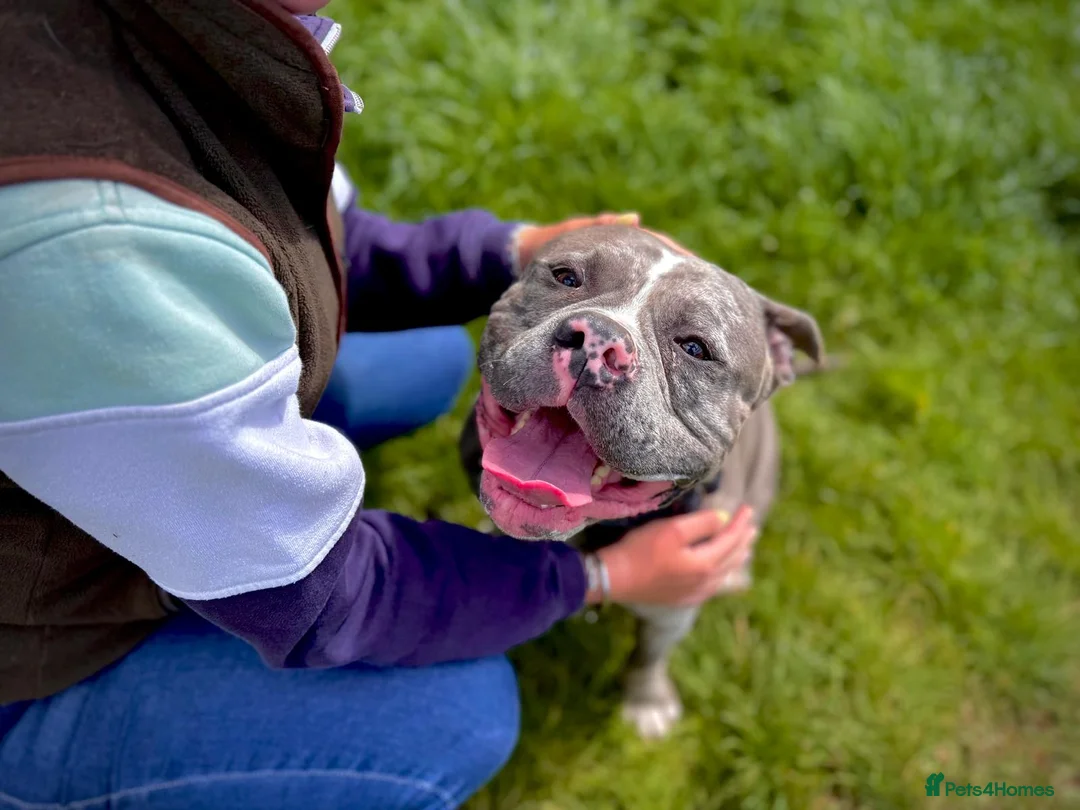 American Bully dogs for adoption: Koda - American Bully (31 kgs) - Advert 4