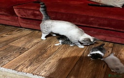 Mixed Breed cats for sale: Kittens for sale - Image 2