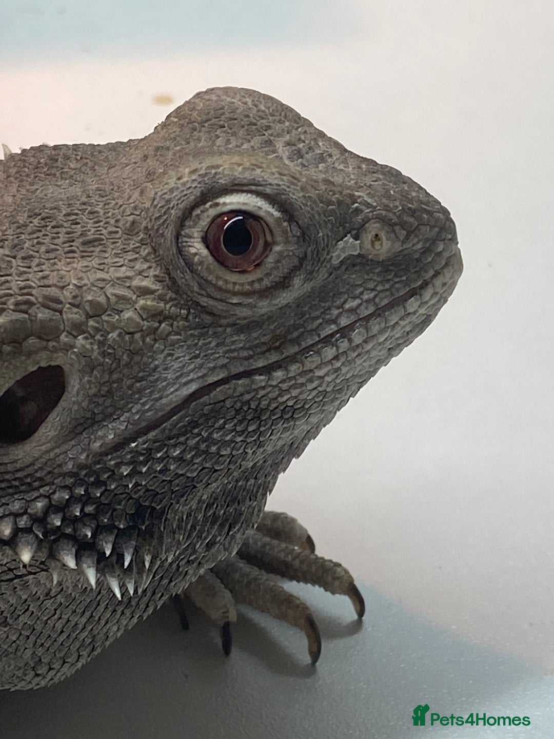 Bearded Dragon reptiles for sale: Zero morph cats eyes - Advert 7