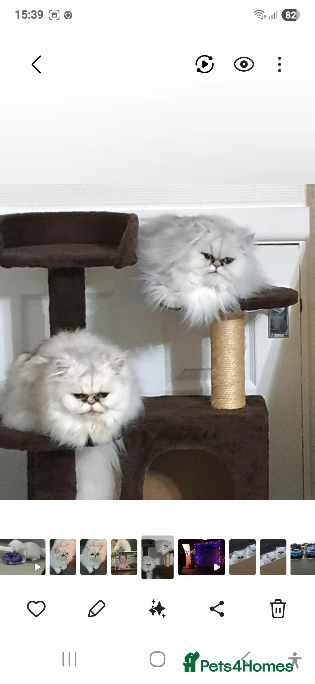 Persian cats for sale: Pedigree Chinchilla Kitten. Female  - Advert 8