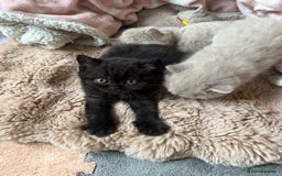 British Shorthair cats for sale: Champion Line British Shorthair Kittens - Image 27