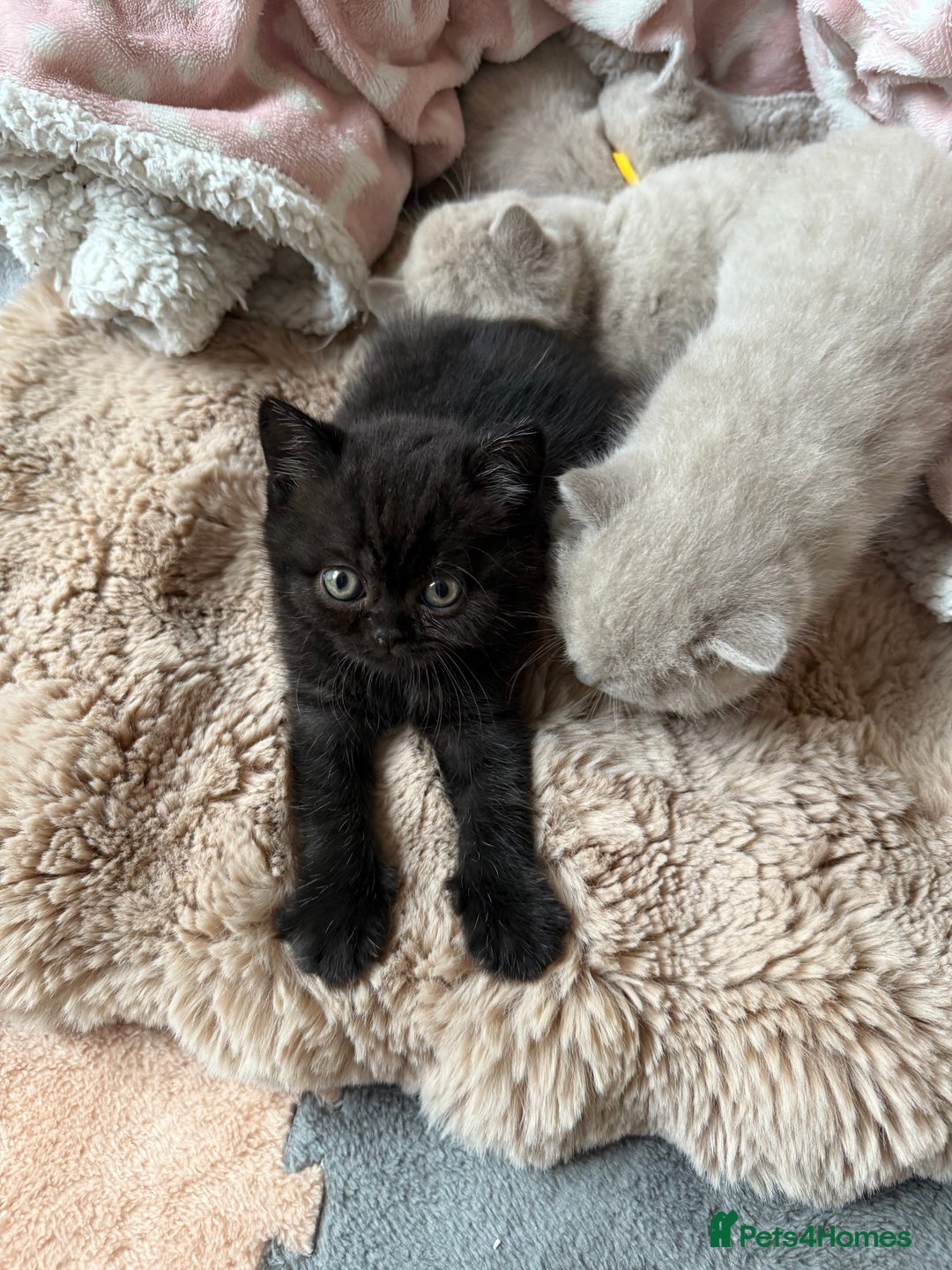 British Shorthair cats for sale: Champion Line British Shorthair Kittens - Image 27