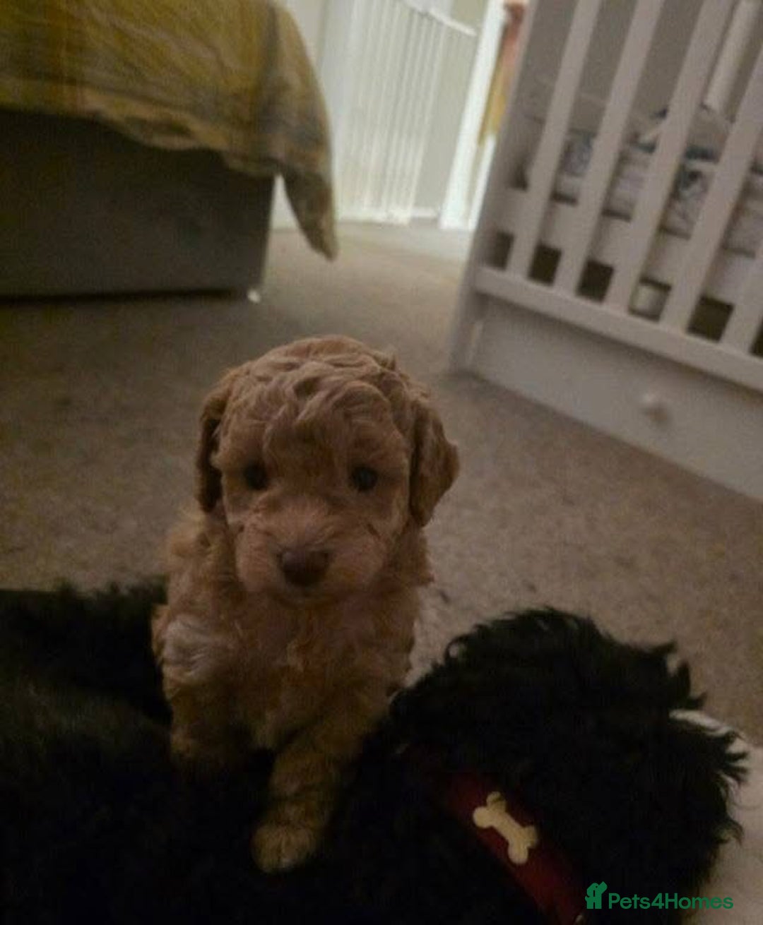 Cockapoo dogs for sale: Beautiful cockerpoo F1B - Advert 7