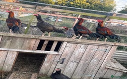 Chickens poultry for sale: Chamois hens  - Image 2