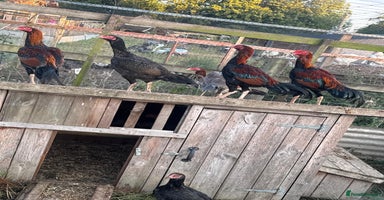 Chickens poultry - Advert 6