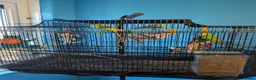 Budgerigars birds for sale: 🏡 Loving Home Needed for 3 Budgies 🐦🐦🐦 in Sheffield - Advert 2
