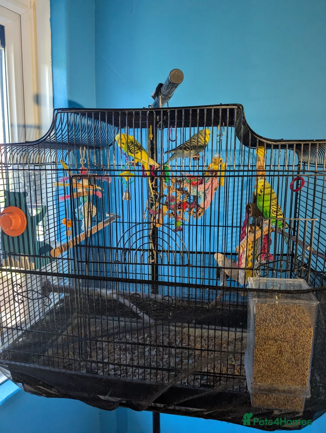 Budgerigars birds for sale: 🏡 Loving Home Needed for 3 Budgies 🐦🐦🐦 in Sheffield - Advert 2