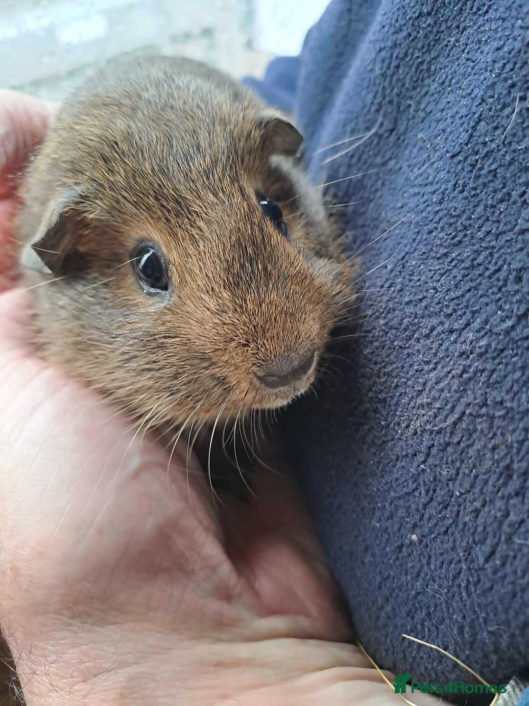 Guinea Pig rodents for sale: Beautiful Baby guinea pigs for sale  - Image 4