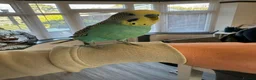 Budgerigars birds for sale: Two lovely budgies  - Advert 7