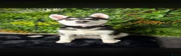 Alaskan Malamute dogs for sale: 8 month old male Alaskan malamute  in Nottingham - Advert 4