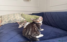 Mixed Breed cats for sale: Tabby kittens - Image 8
