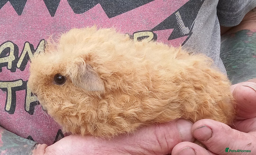 Guinea Pig rodents for sale: Long coated Guinea pigs  - Image 5
