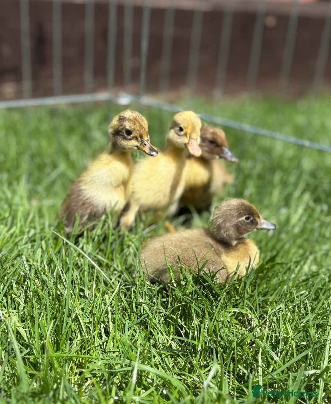 Ducks poultry for sale: INDIAN RUNNER DUCKLINGS  in Chorley - Image 3