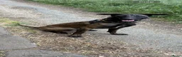 Belgian Shepherd Dog dogs for sale: 11 Month Old Belgian Malinios - Advert 3