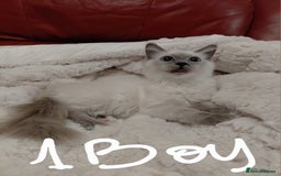 Birman cats for sale: Birman kittens  - Image 4