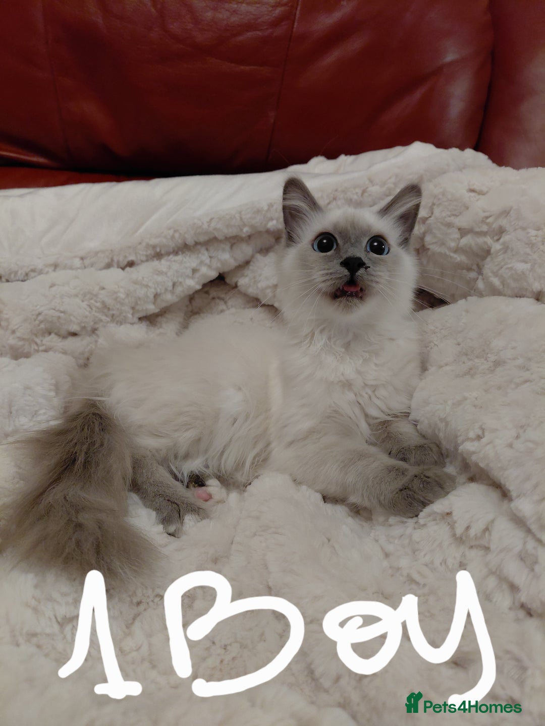 Birman cats for sale: Birman kittens  - Image 4