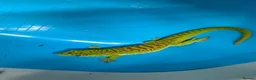 Gecko reptiles for sale: Giant Madagascan Day Gecko For Sale  in Newbury - Advert 3