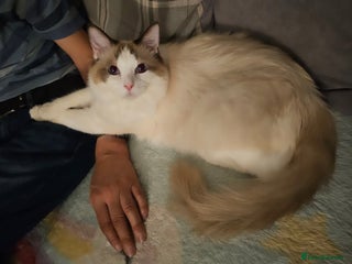 Ragdoll cats - Advert 18