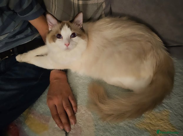 Ragdoll cats - Advert 1