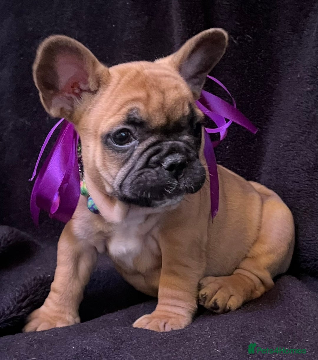 French Bulldog dogs for sale: French Bulldogs Ready to Leave  - Image 3