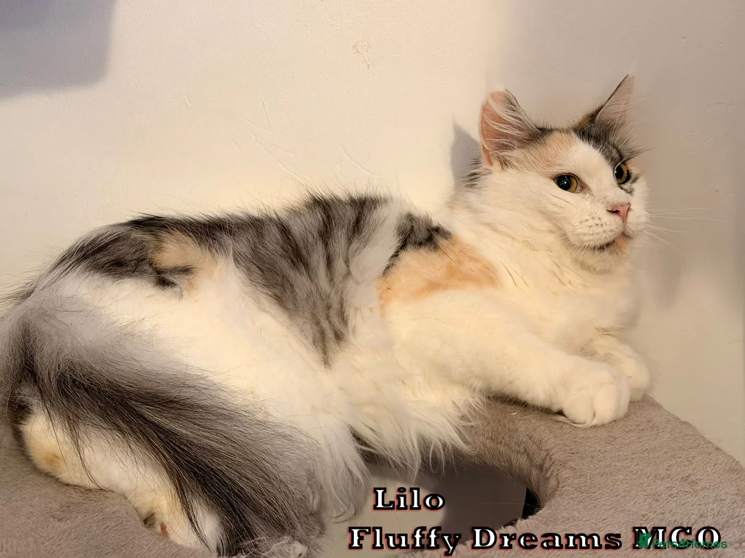 Maine Coon cats for sale: Olaf & Lilo active or non-active TICA REGISTRATION - Advert 6