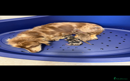 Dachshund dogs for sale: Dachshund  - Image 6