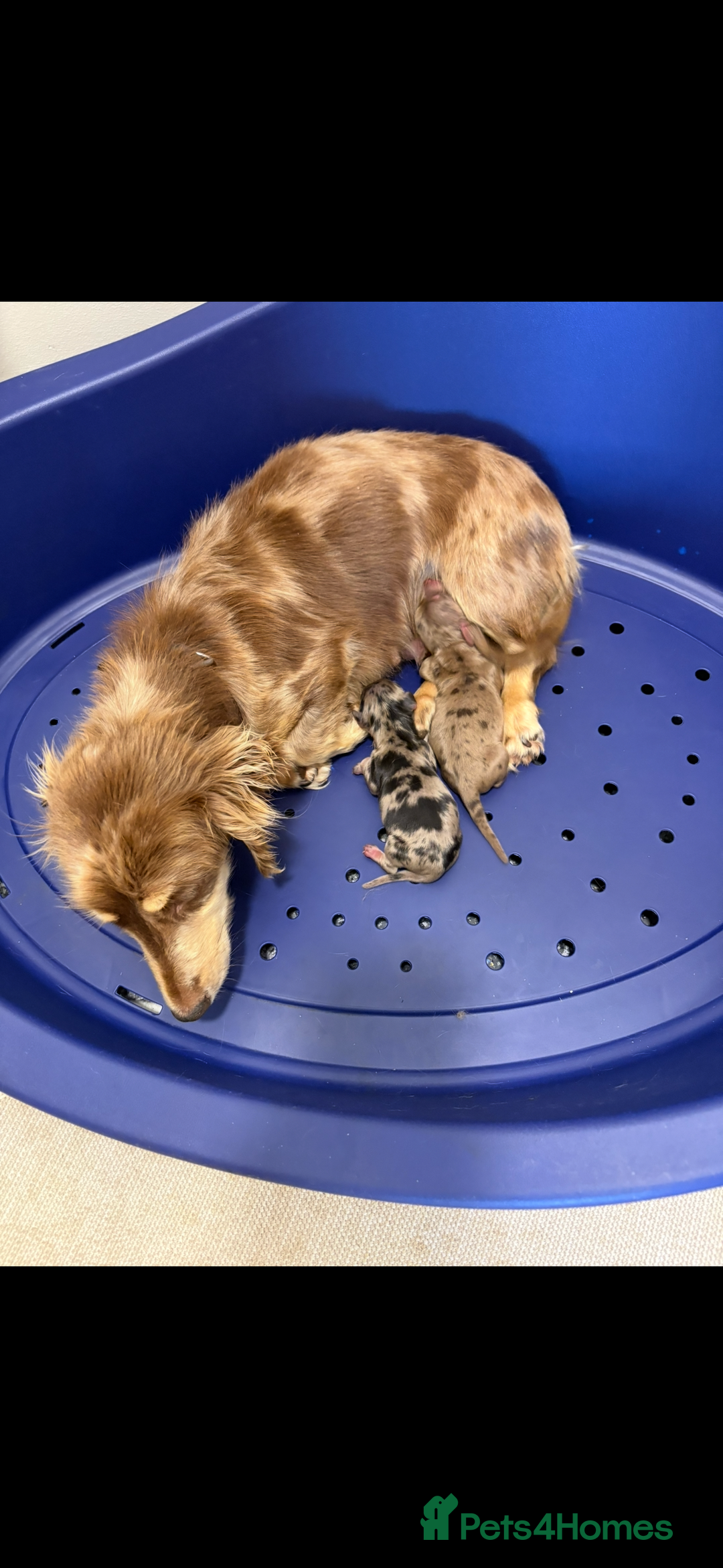 Dachshund dogs for sale: Dachshund  - Image 6