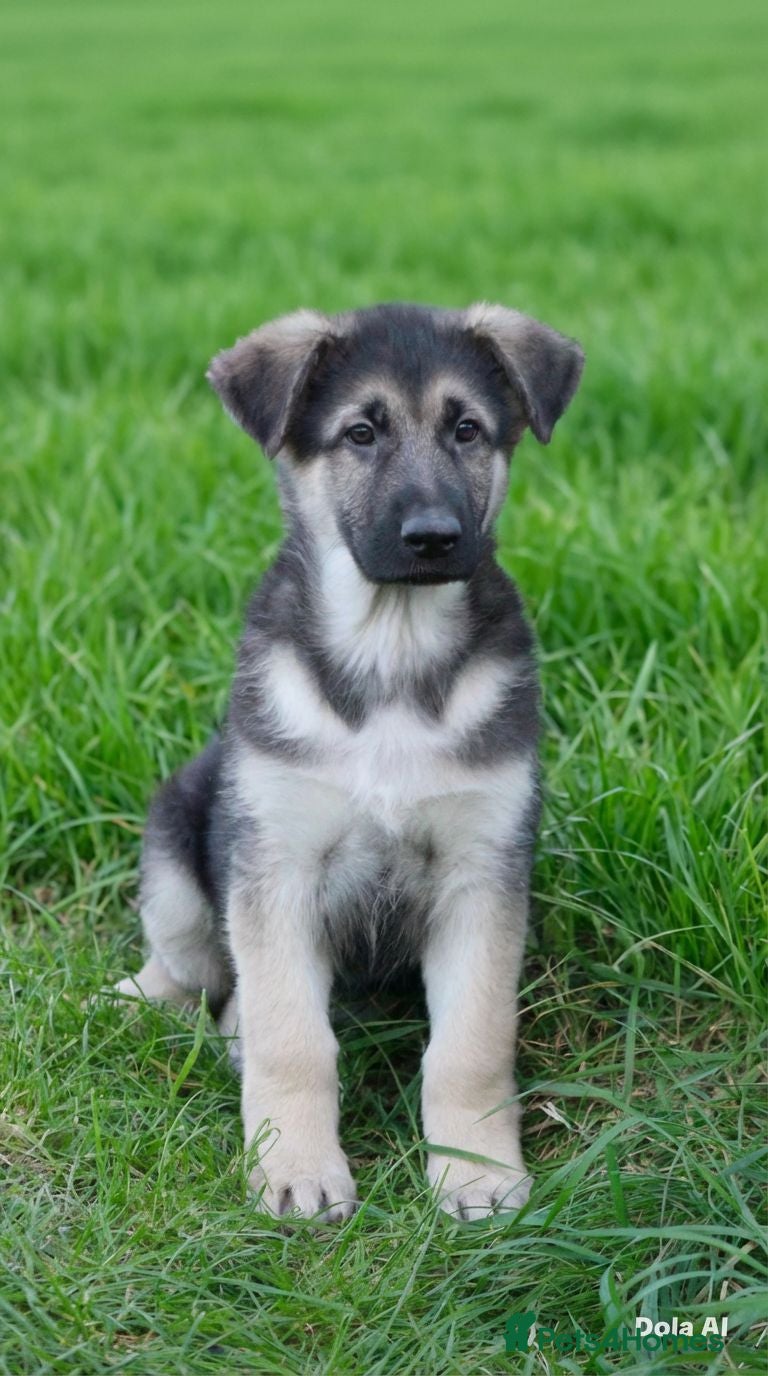 German Shepherd dogs GSD Rare Isabella puppies - Advert 1